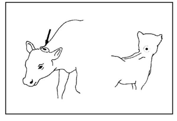 Tierscheibe Schuss ins Genick